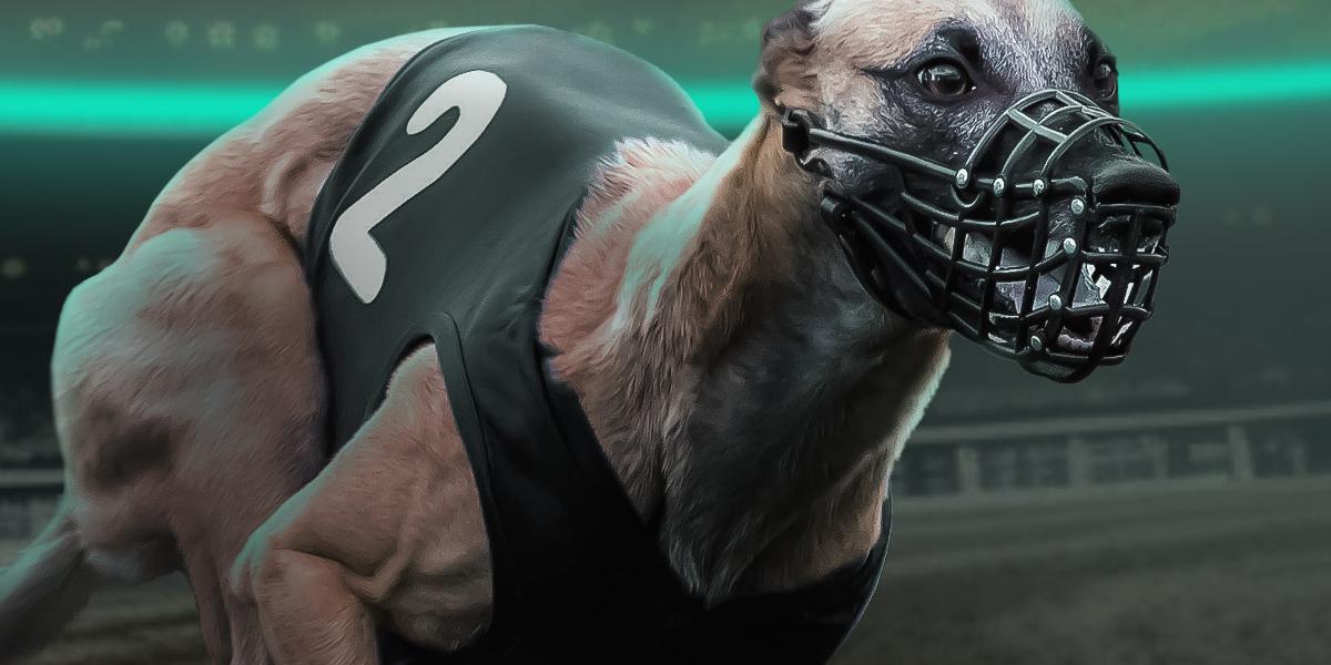 Greyhounds
